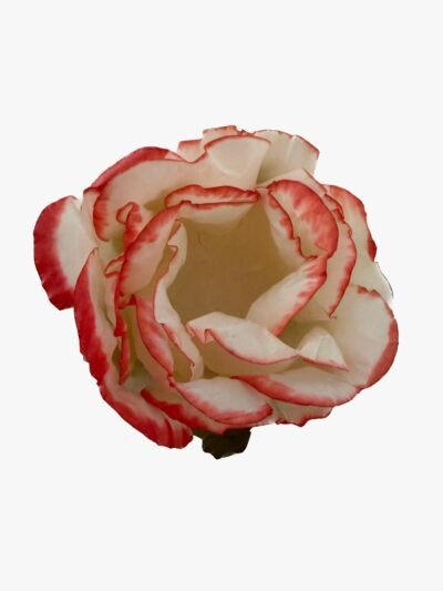 PIROTTINI PORTAFIORI INVOLUCRI DI FIORI DA TARTUFO  -   30 unità colore  bianco c/arancione